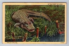 FL-Florida, An Old Timer Alligator, Antique Vintage c1944 Souvenir Postcard picture