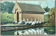 Lincoln Park Zoo. Chicago Illinois. Pelicans. Vintage Postcard picture