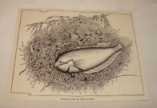 1887 magazine engraving ~ HANGING NEST OF THE GOURAMI picture