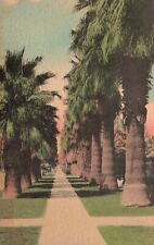 Postcard FL Florida Through an Aisle of Palms Hand Colored Vintage PC J803 picture