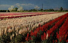 Arizona Phoenix Japanese Flower Gardens ~ postcard  sku679 picture