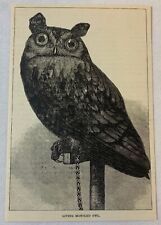 1887 magazine engraving ~ MOTTLED OWL picture