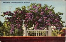 FL-Florida, An Arbor Of Purple Bougainvillea, c1950 Vintage Souvenir Postcard picture