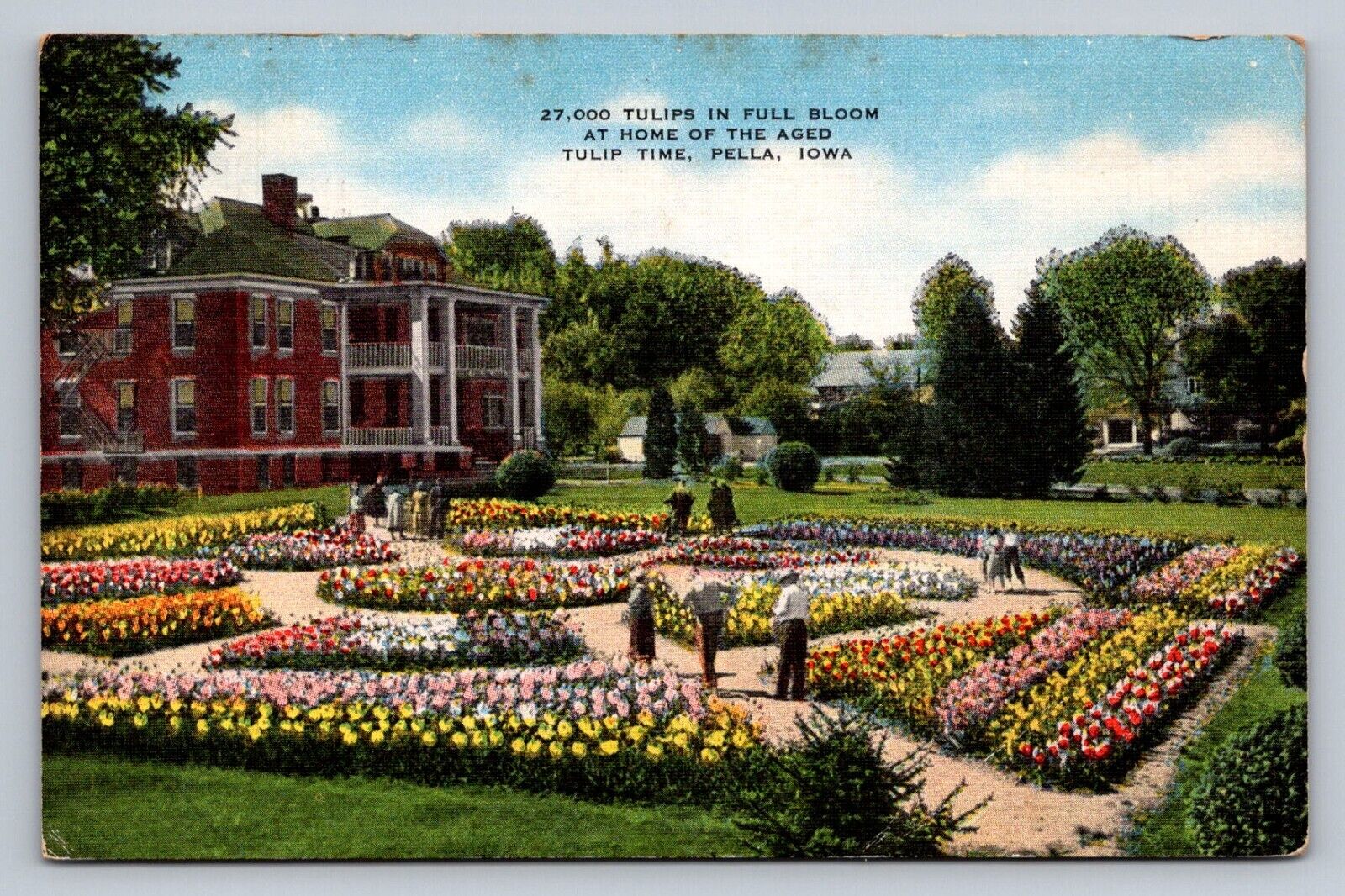 Postcard Iowa Pella Tulips in Full Bloom Tulip Time Linen 1931 D289