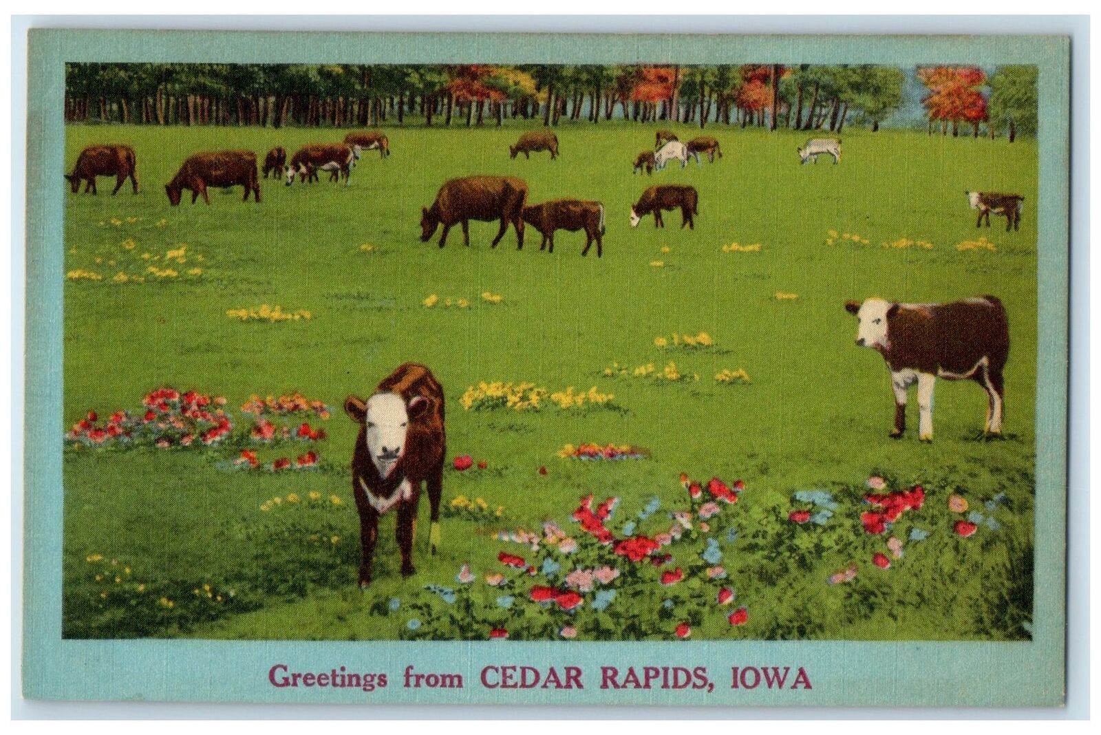 c1940's Greetings From Cedar Rapids Iowa IA Unposted Cows And Flowers Postcard