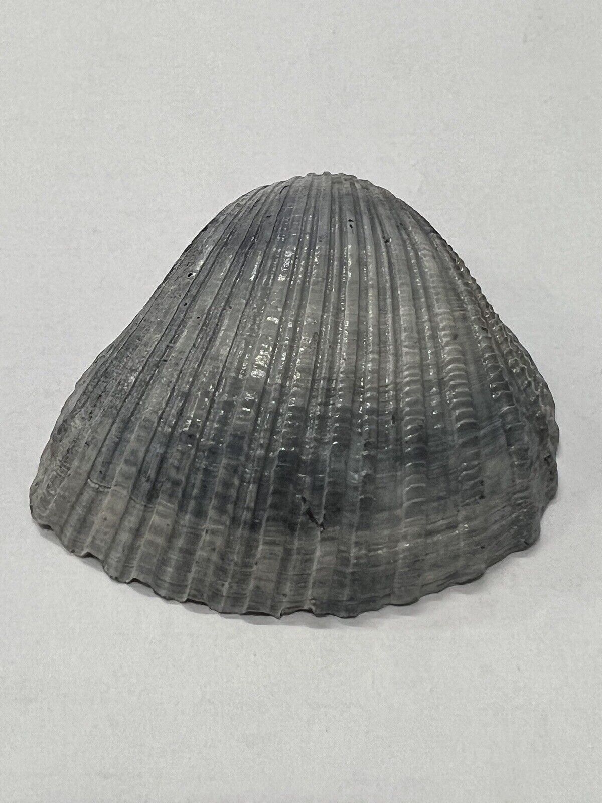 RARE Fossilized ARC Shell From Central Florida Pliocene Era
