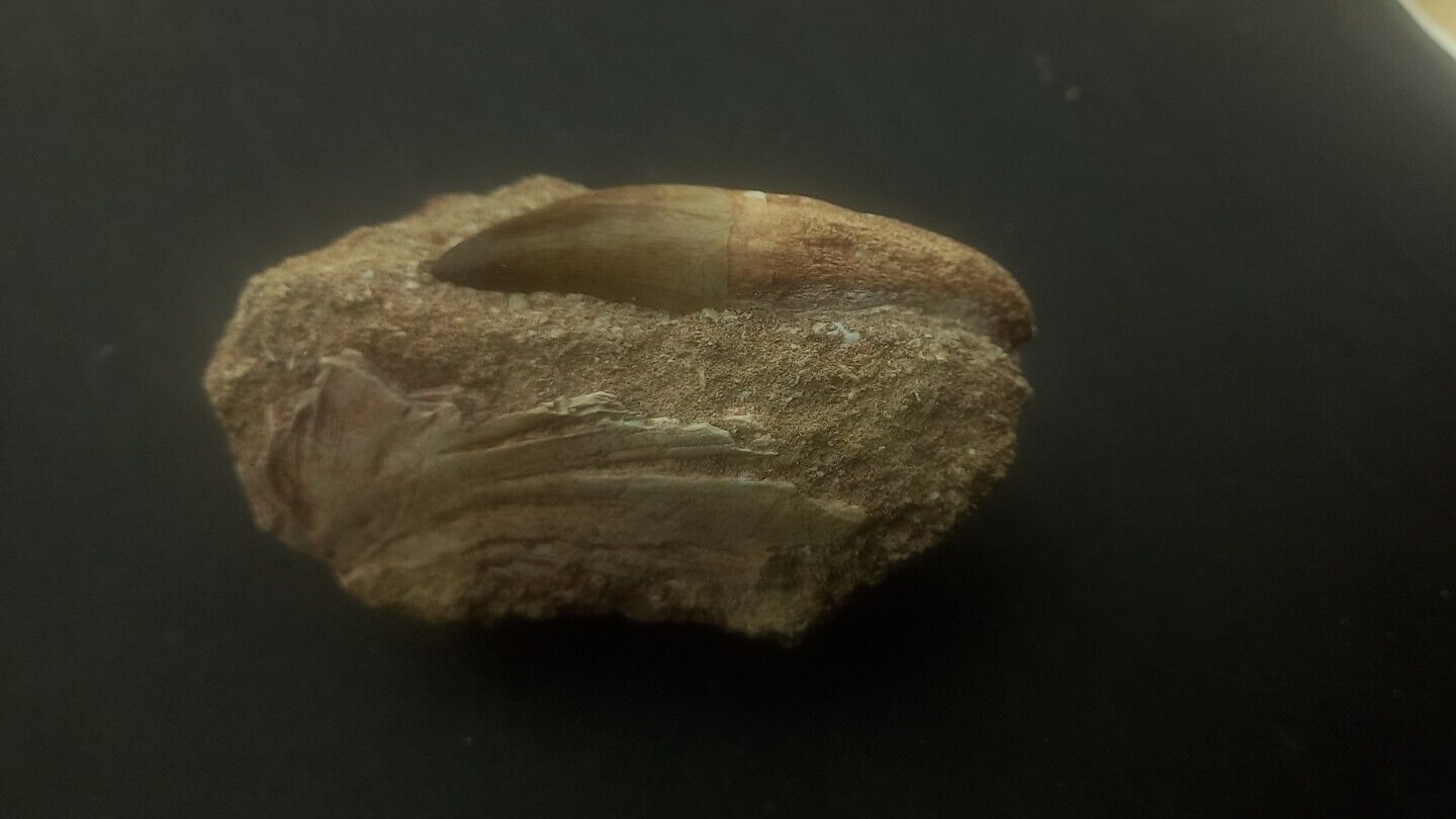 1.9 Rare Mosasaur Teeth Fossils  Prognathodon Tooth Fossilized Dinosaur Morocco
