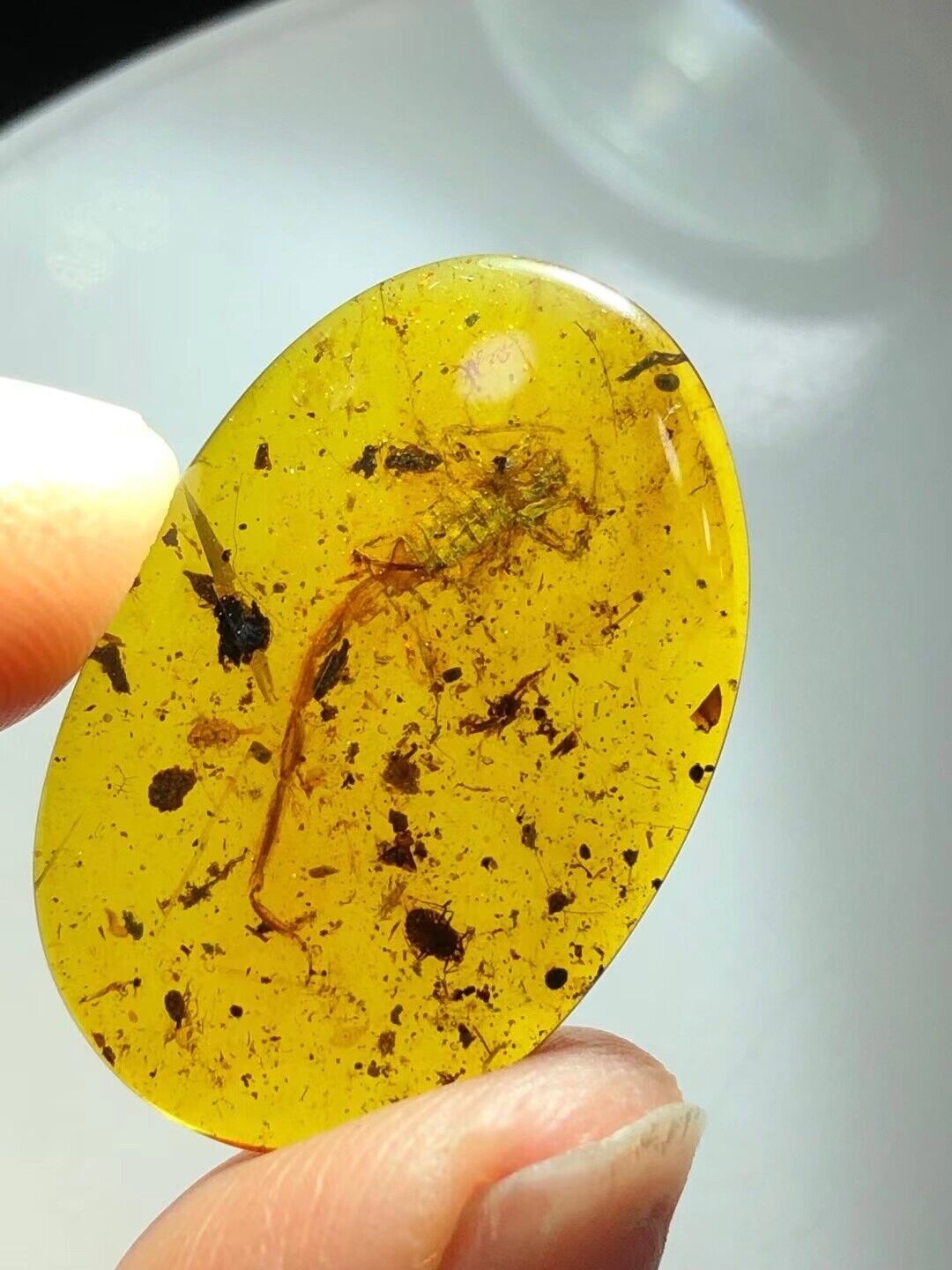 Fossil amber Insect burmite Burmese Cretaceous 20mm Scorpion Insect Myanmar