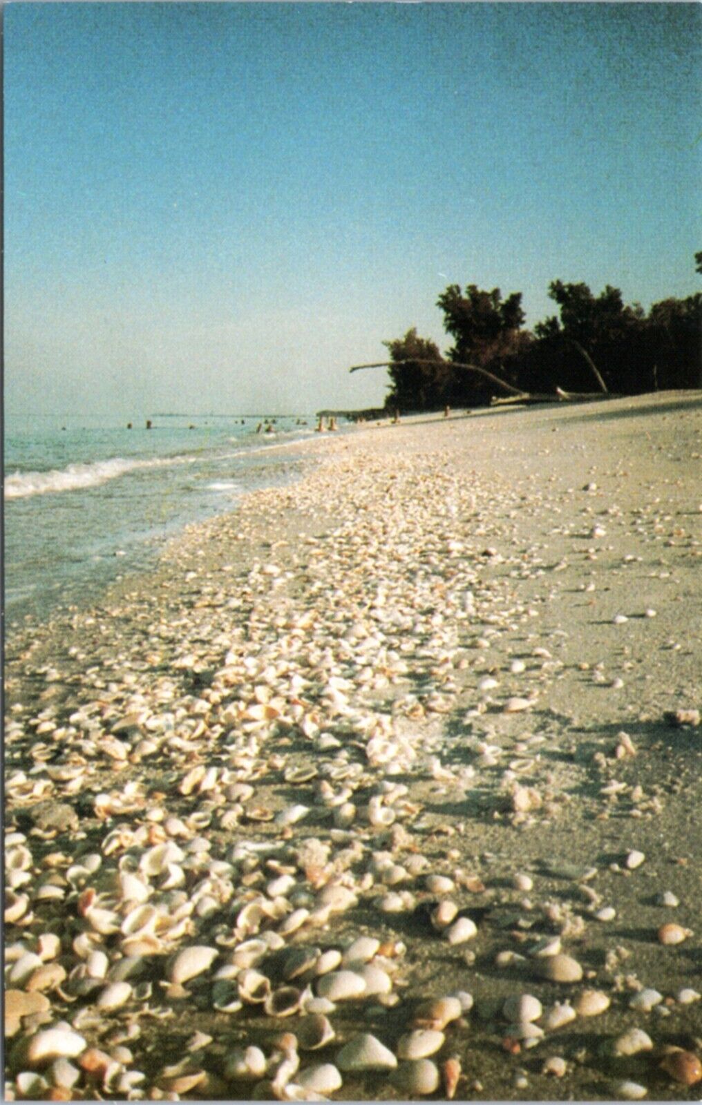 Postcard FL - Captiva Island - Beach full of shells