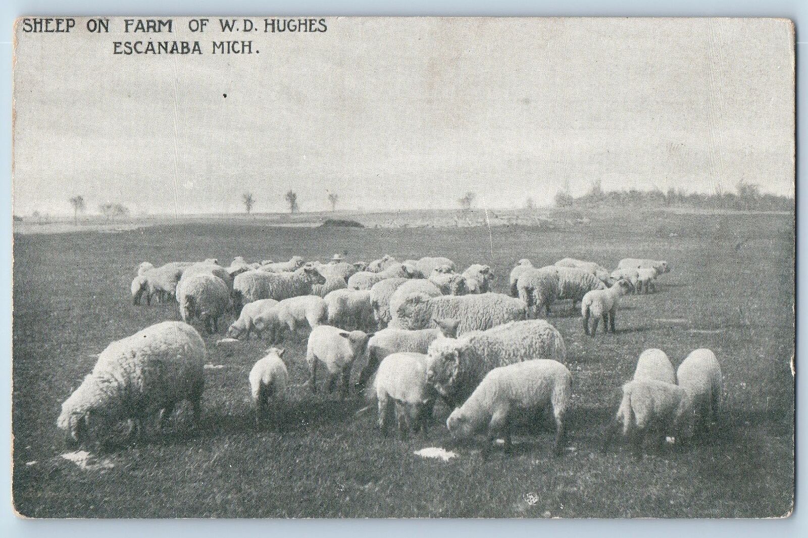 c1950\'s Sheep On Farm Of WD Hughes Ranch Escanaba Michigan MI Vintage Postcard