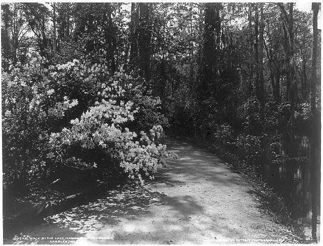 Magnolia on the Ashley,\'walk by the lake\',Charleston,S.C.,1900\'s,plants,path