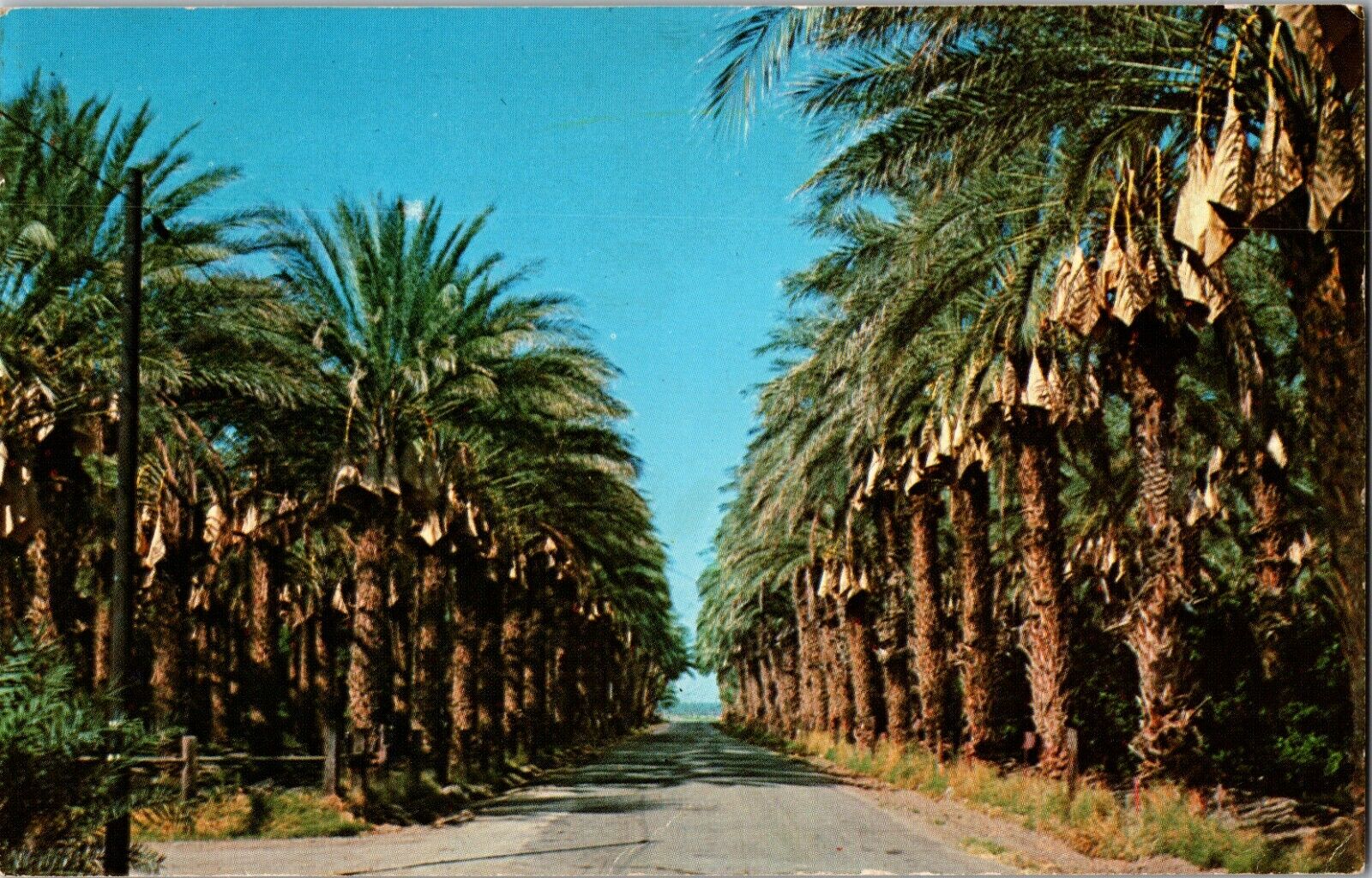 Postcard Date Palm Harvest Time 