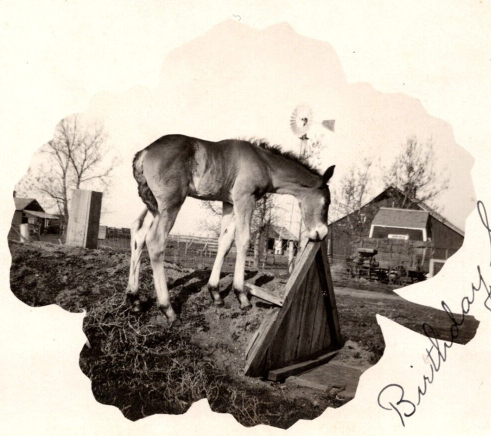 c1911 RPPC Colt Horse Countryside Barn Farm BIRTHDAY GREETINGS Antique Postcard