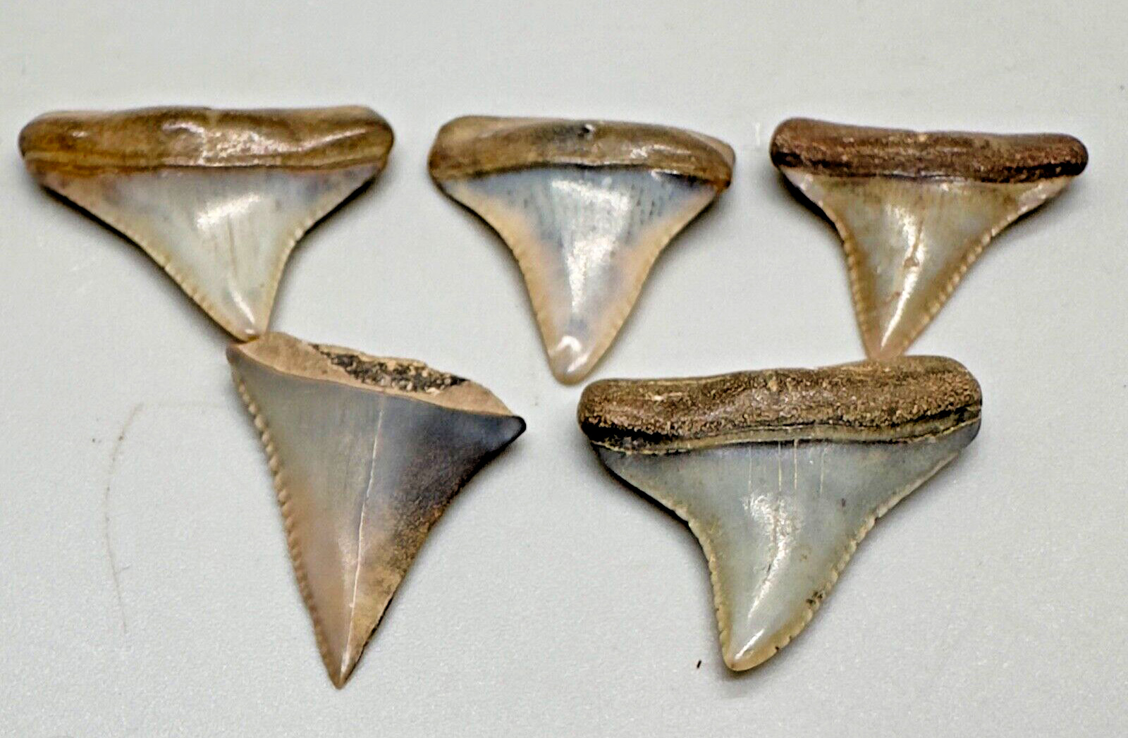 5  Very Colorful Fossil GREAT WHITE Shark Teeth - Peru