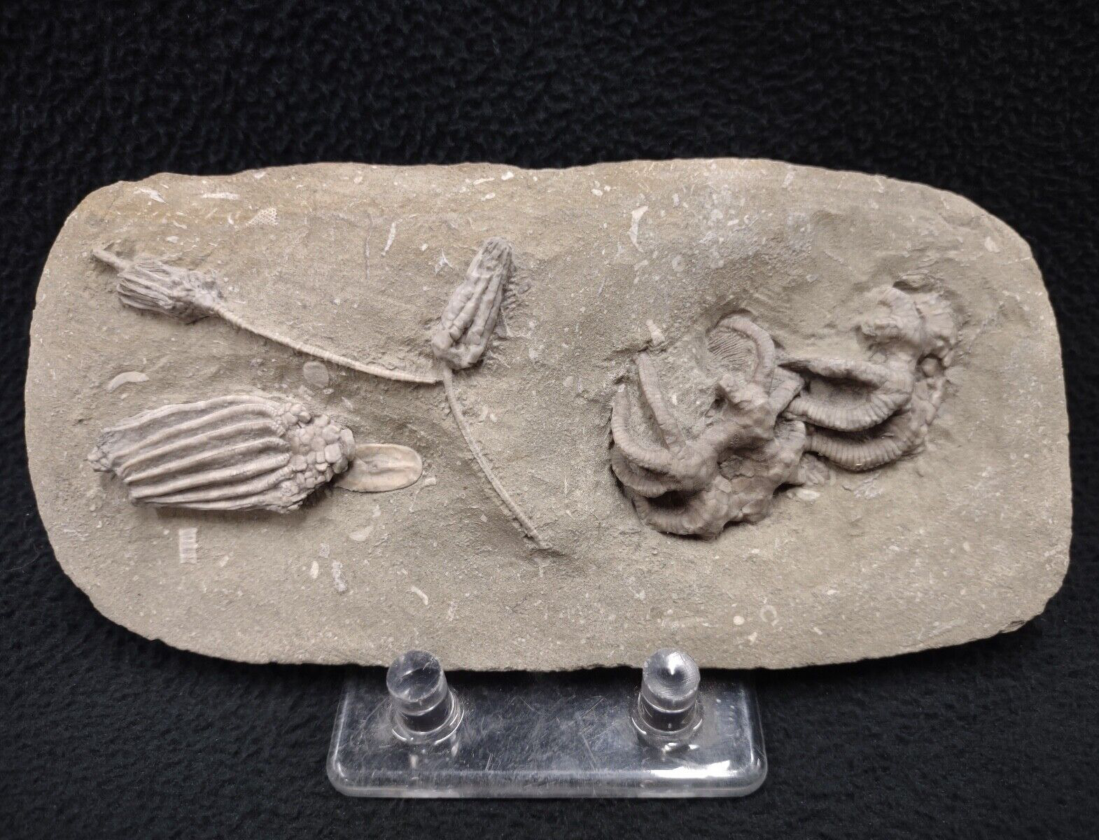 Undulating Fossil Crinoids, Crawfordsville, Indiana