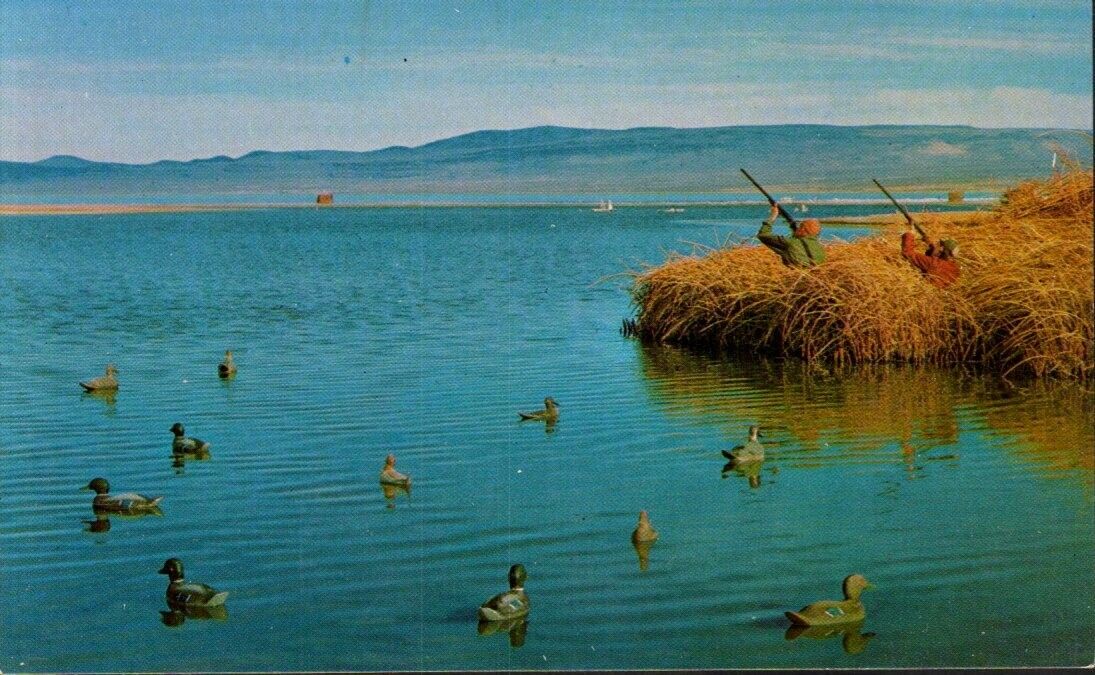 Postcard - Duck Hunting  0228