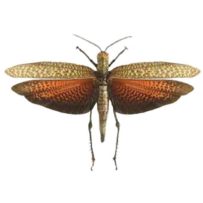 Titanacris dux MALE red orange grasshopper Peru unmounted wings closed