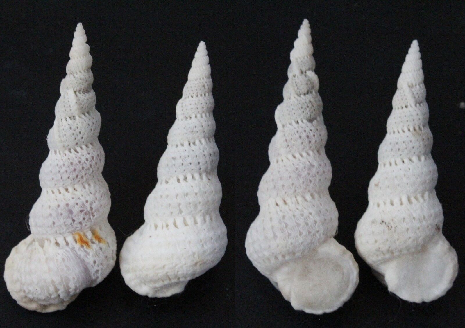 Seashells Epitonium varicosa WENTLETRAPS 41 & 46 mm F+++/GEM marine specimen    