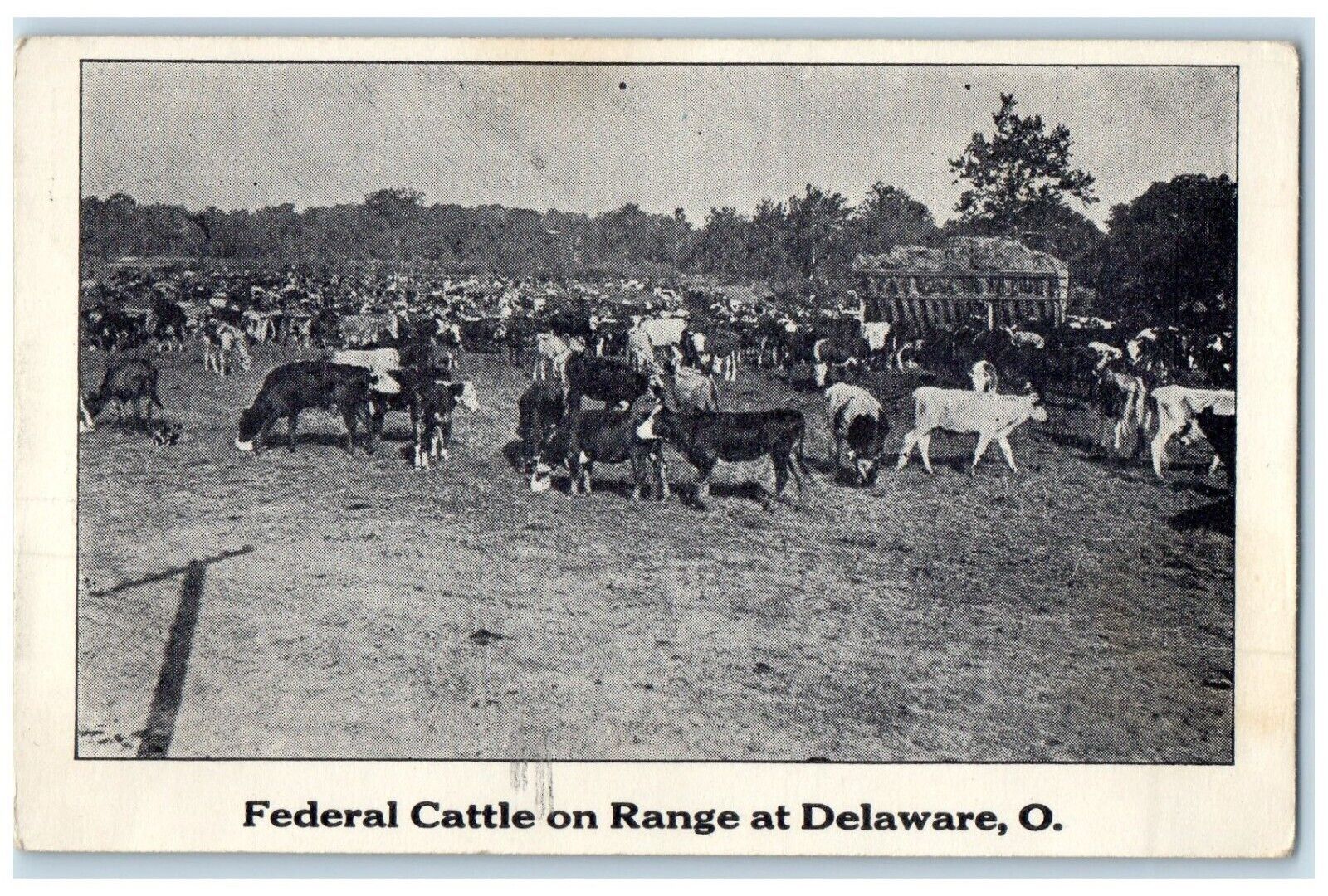 c1910\'s Federal Cattle On Range At Delaware Ohio OH Unposted Antique Postcard