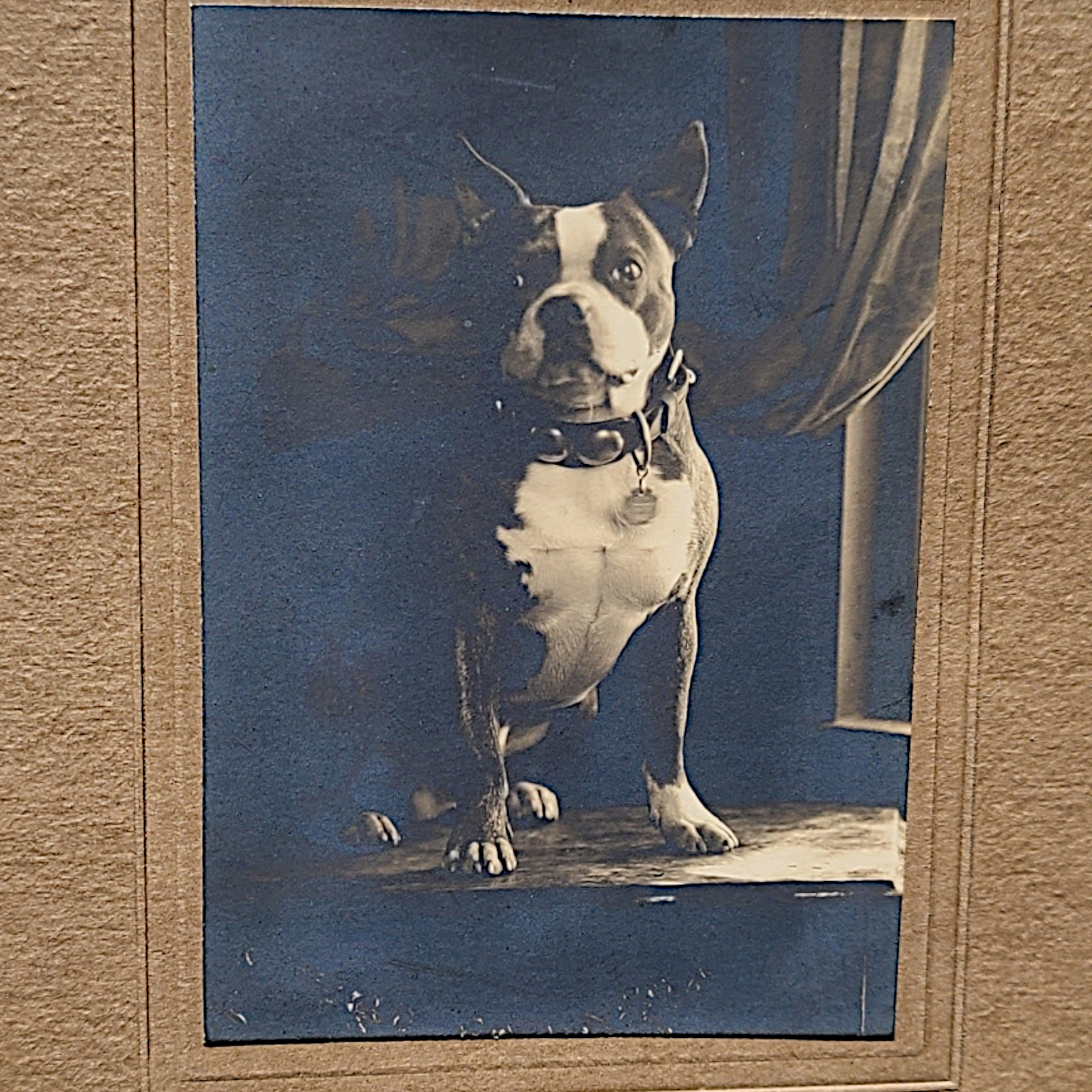 Vintage Boston Terrier Dog Studio Portrait Photo c1910 Bridgeport CT Antique
