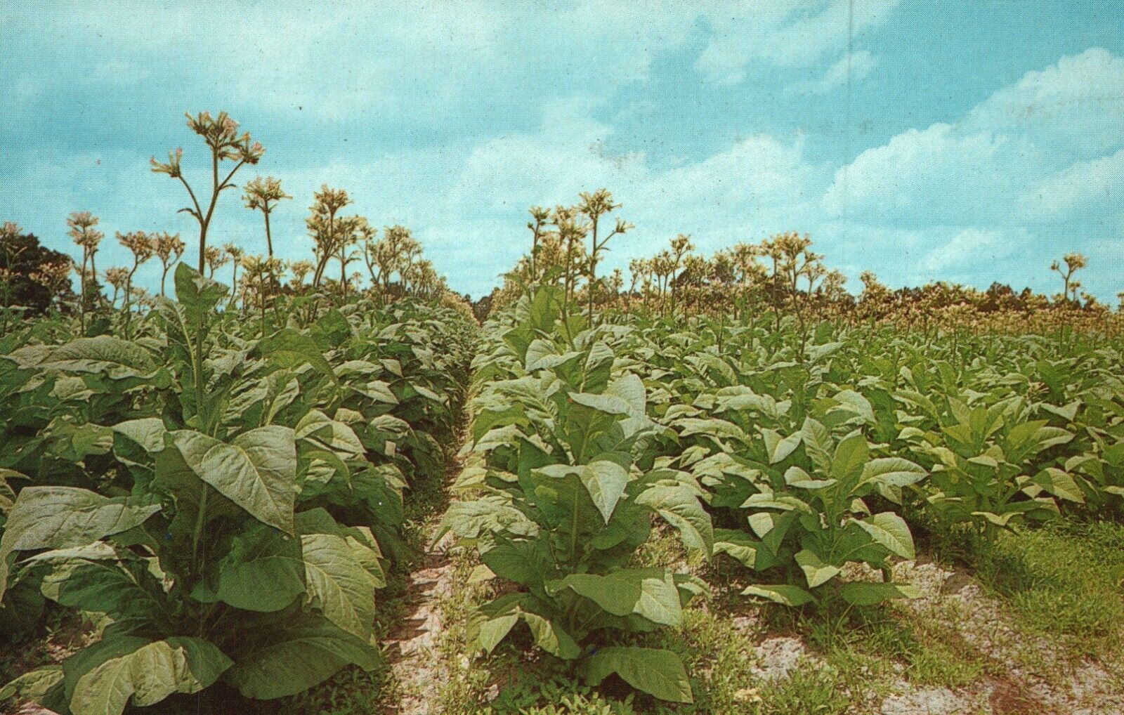 Vintage Postcard Tobacco Land View of Tobacco Plants in Field