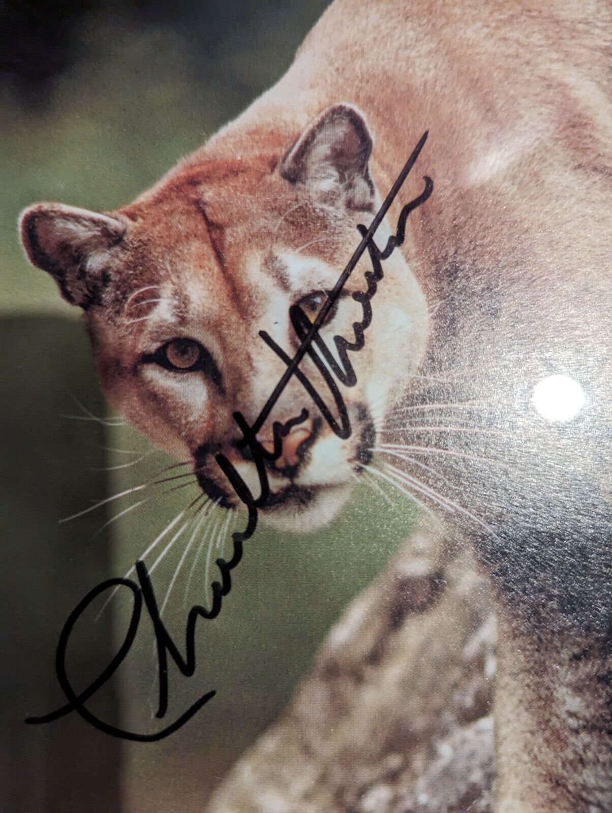 Charlton Heston Signed BC Wildlife Federation Cougar Mountain Lion NRA Framed