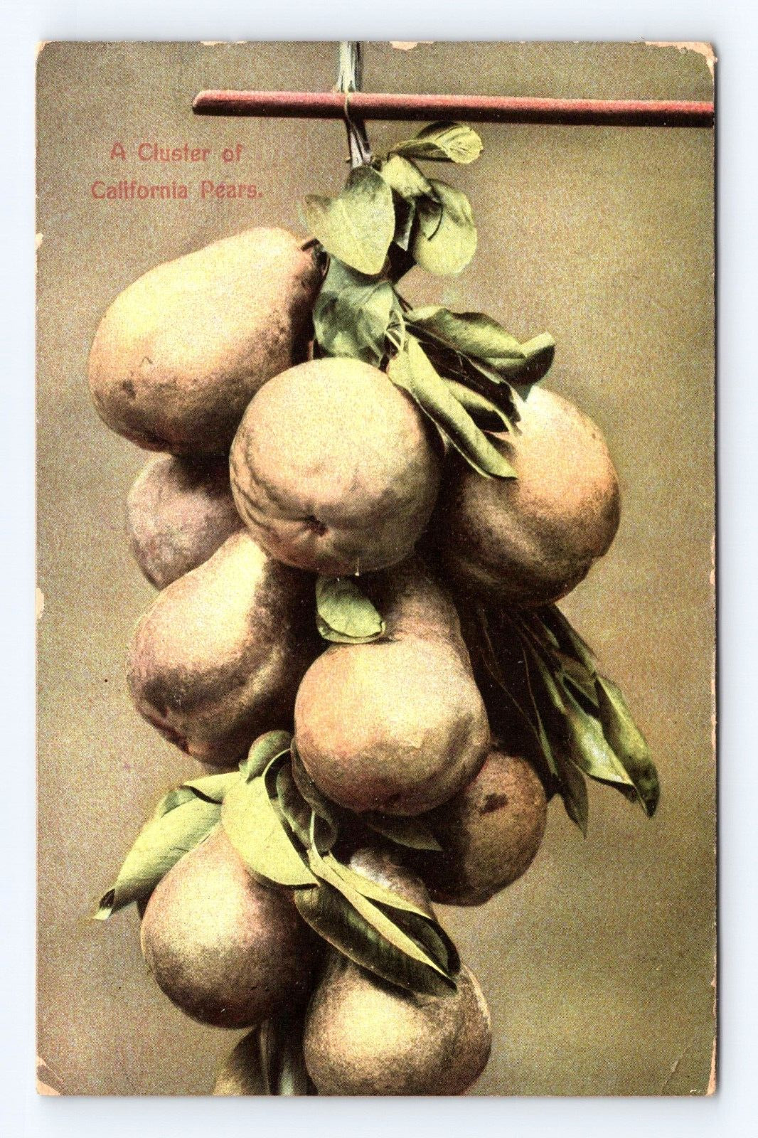 Vintage Old Postcard Cluster California Pears Sierra Madre CA 1907 Cancel Fruit