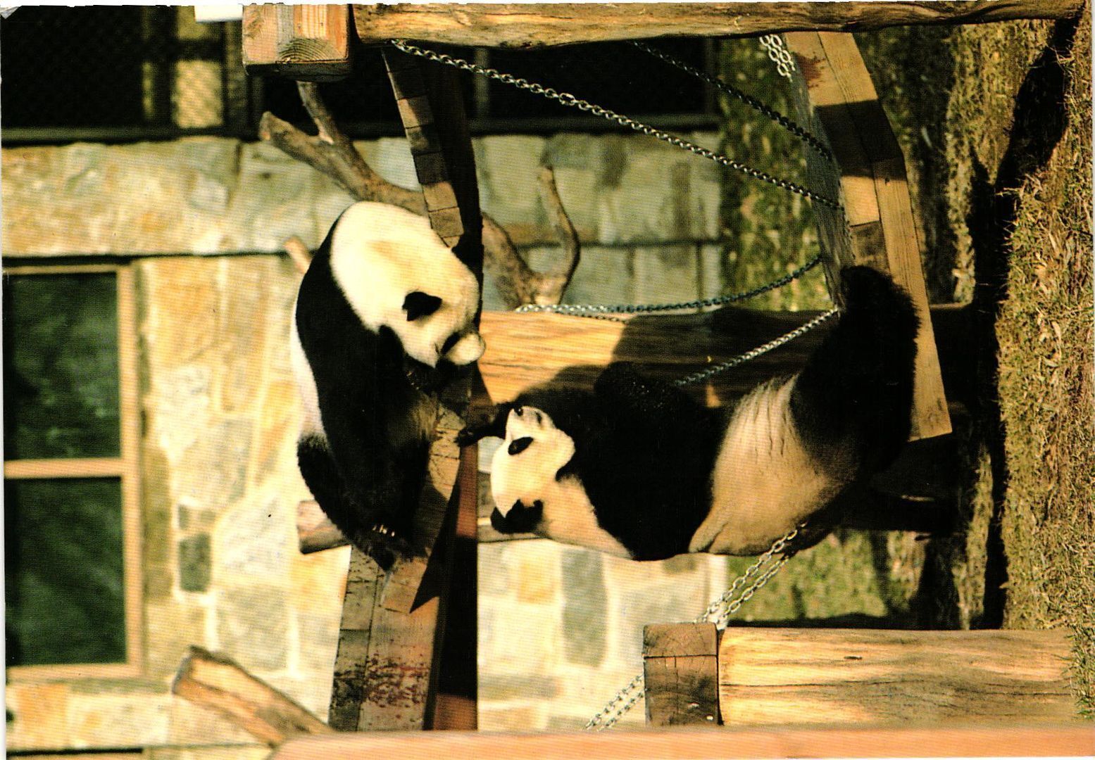 Vintage Postcard 4x6- HSING-HSING AND LING-LING, NATIONAL ZOOLOGICAL PARK, WASHI
