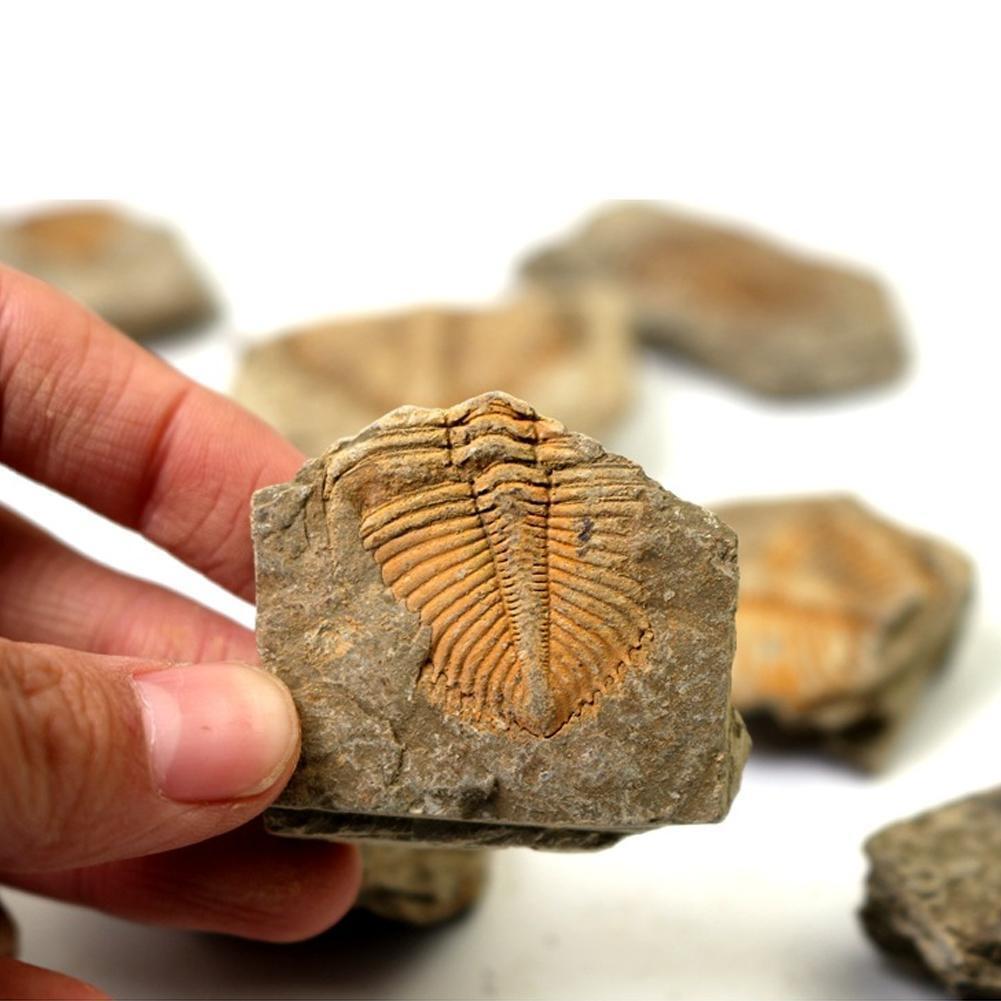 100%Natural Trilobite Tail Fossil Ancient Fossils Teaching W2U7 Specimens N3T2