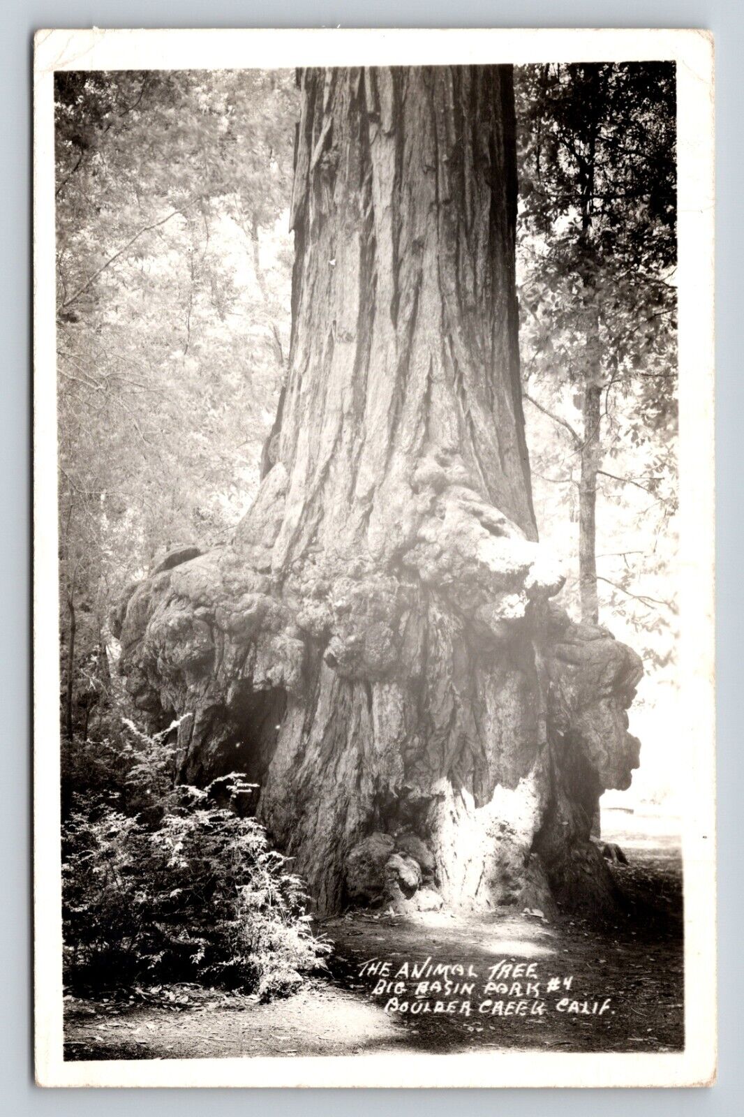 c1952 RPPC Animal Tree Big Basin Park BOULDER CREEK CA VINTAGE Postcard Red 2c