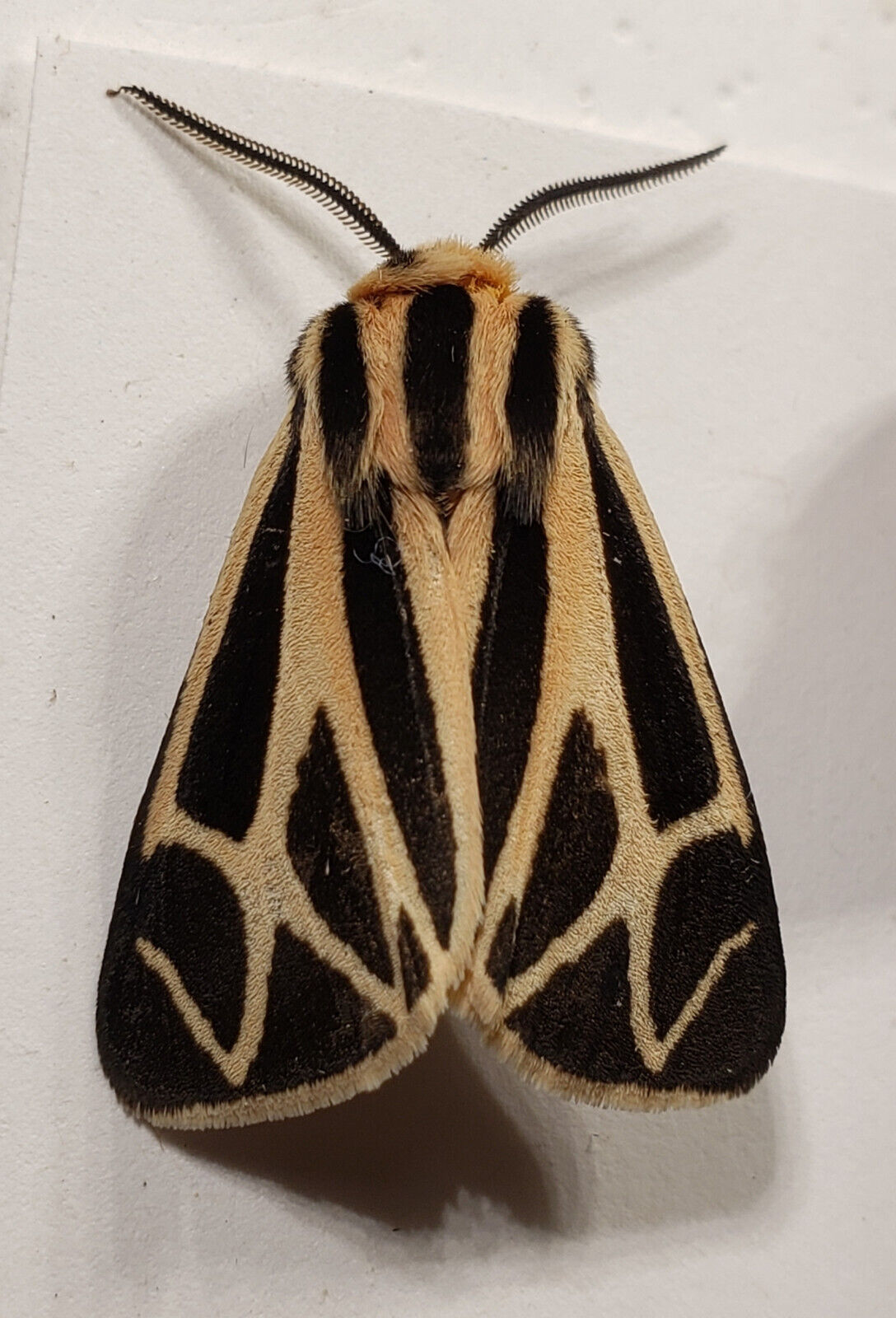 Tiger Moth: Apantesis sp  (Erebidae) USA Lepidoptera Insect