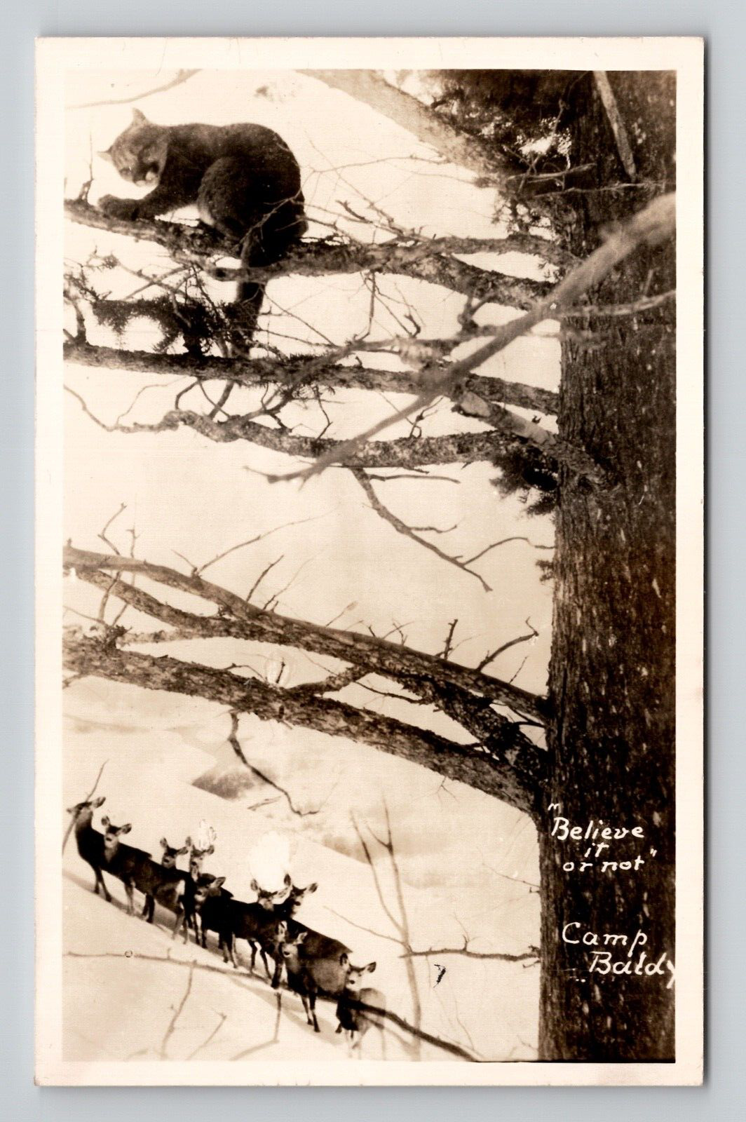 Postcard RPPC c1905-50 CA Camp Baldy Mountain Lion & Deer Los Angeles California
