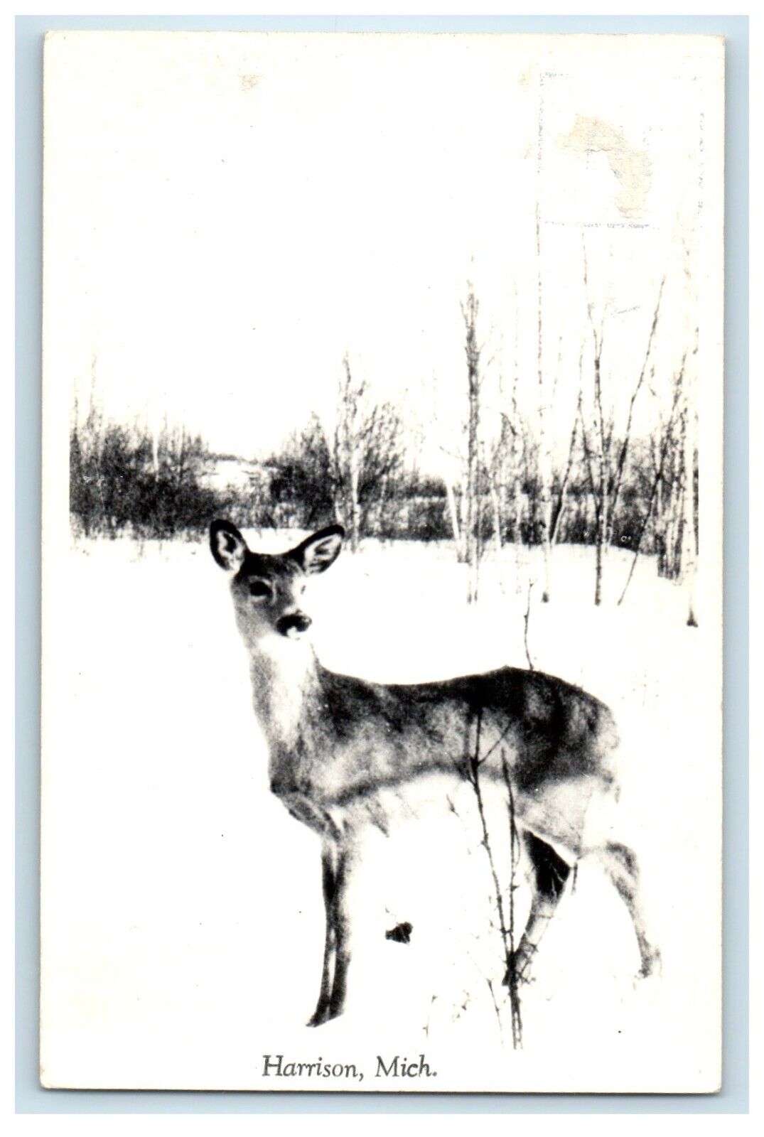c1950\'s Deer Scene Winter Snow Harrison Michigan MI RPPC Photo Vintage Postcard