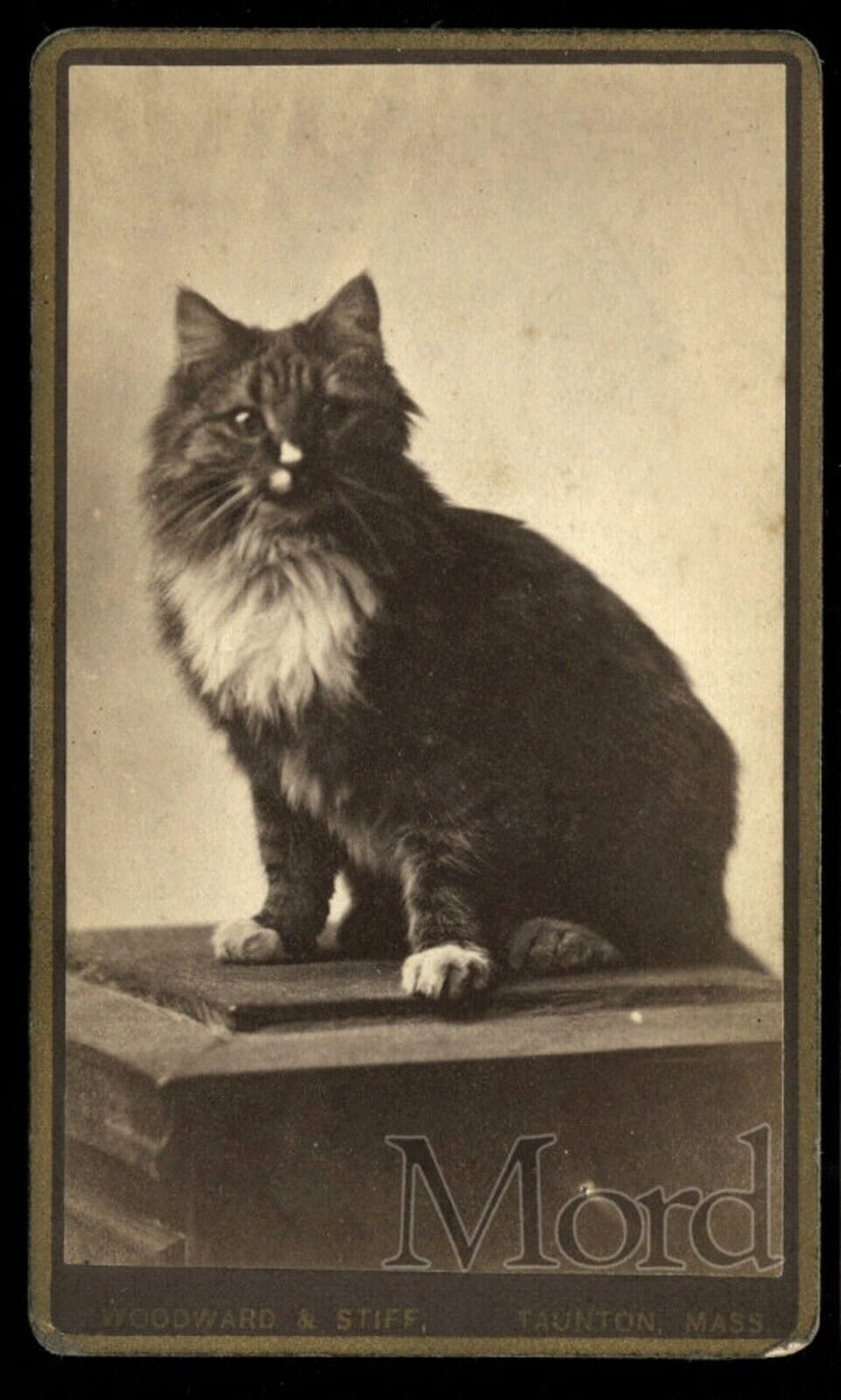 19th Century CAT CDV Photo ~ Taunton Massachusetts 1870s
