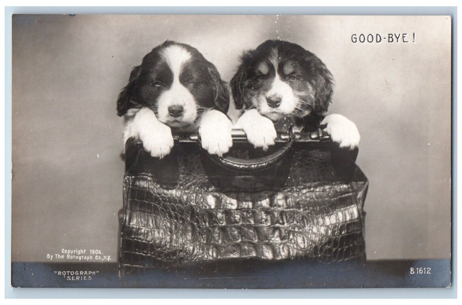 Rotograph Postcard RPPC Photo Chihuahua Dog On Purse c1905 Unposted Antique