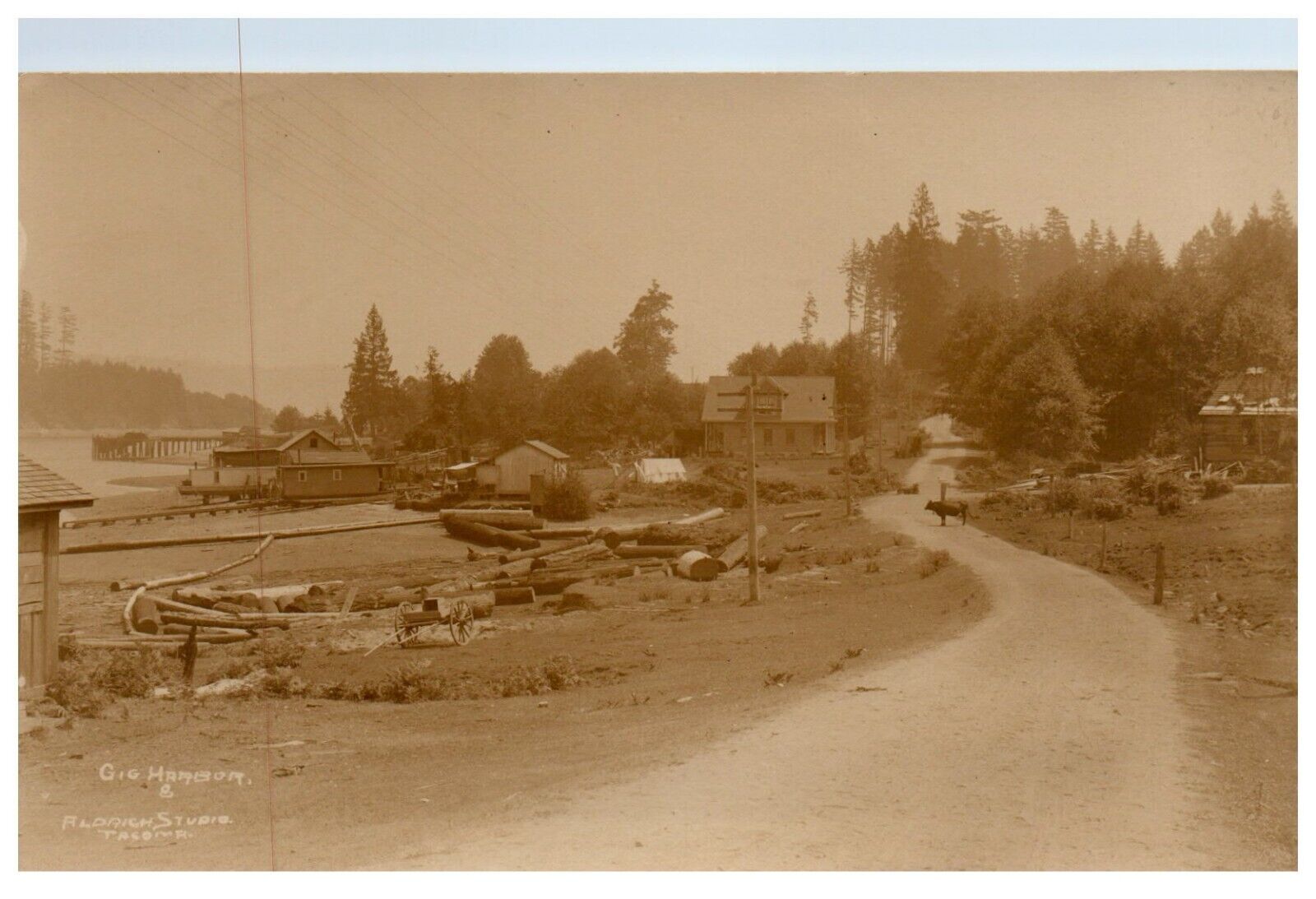 RPPC Gig Harbor Washington Timber Industry c.1910 Water Shore Logging Postcard