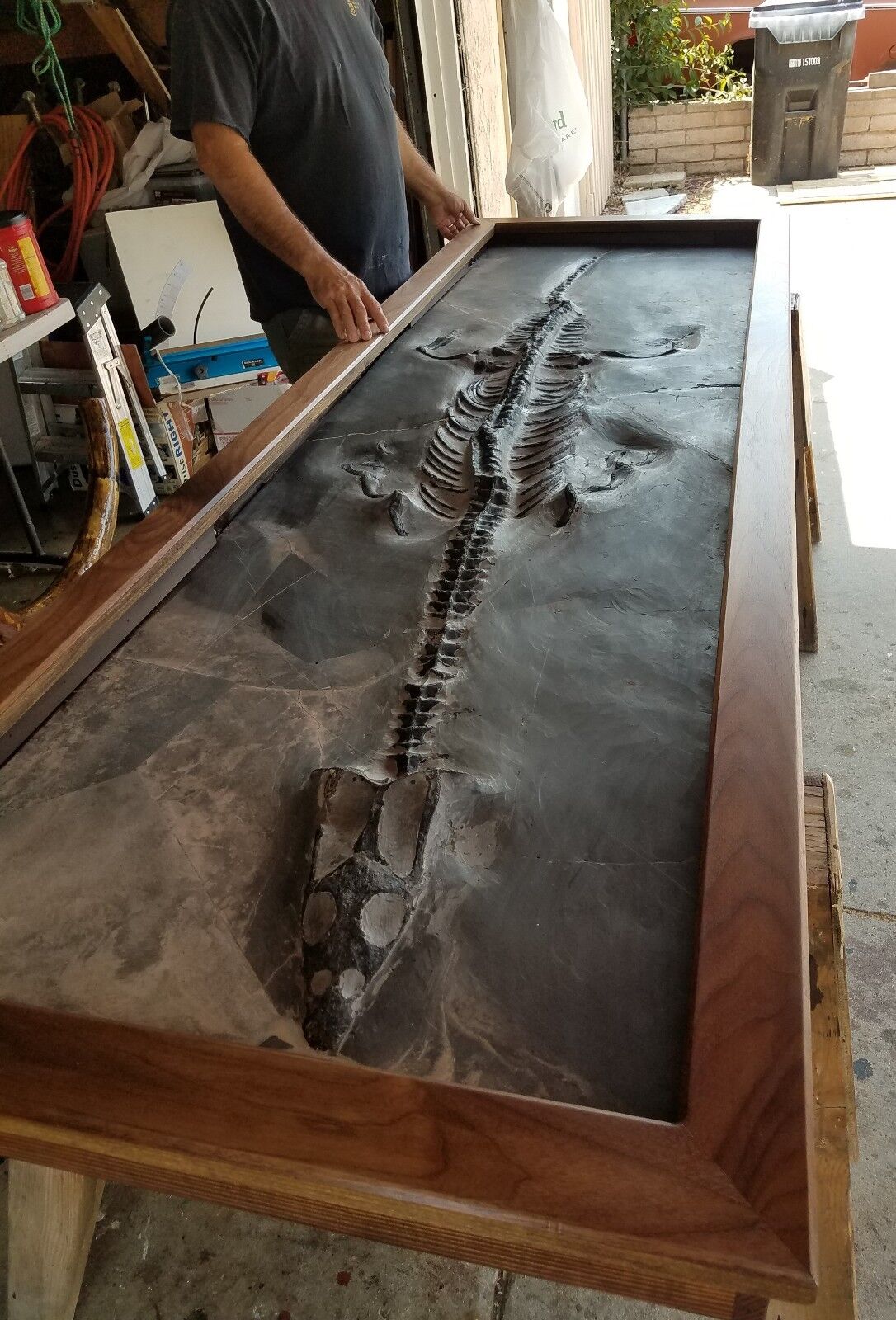 DINOSAUR FOSSIL 9 feet Plesiosaur Nothosaurus Loch Ness Only 2% Restoration