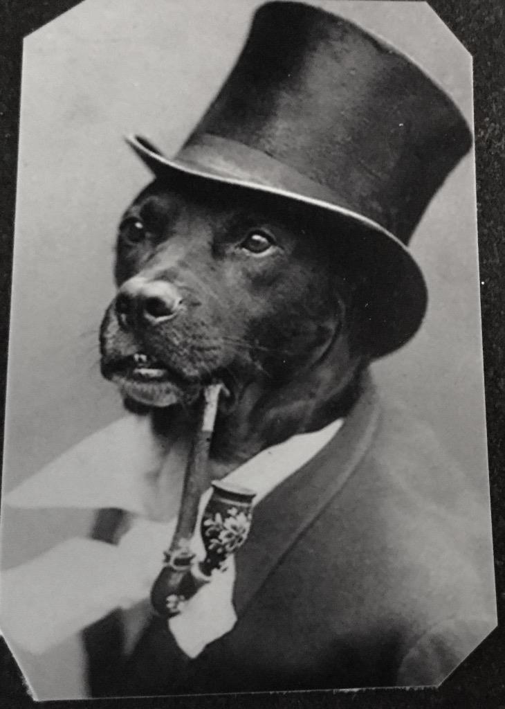 Unique Bizarre Odd Interesting Victorian Dog With Pipe tintype C1452RP