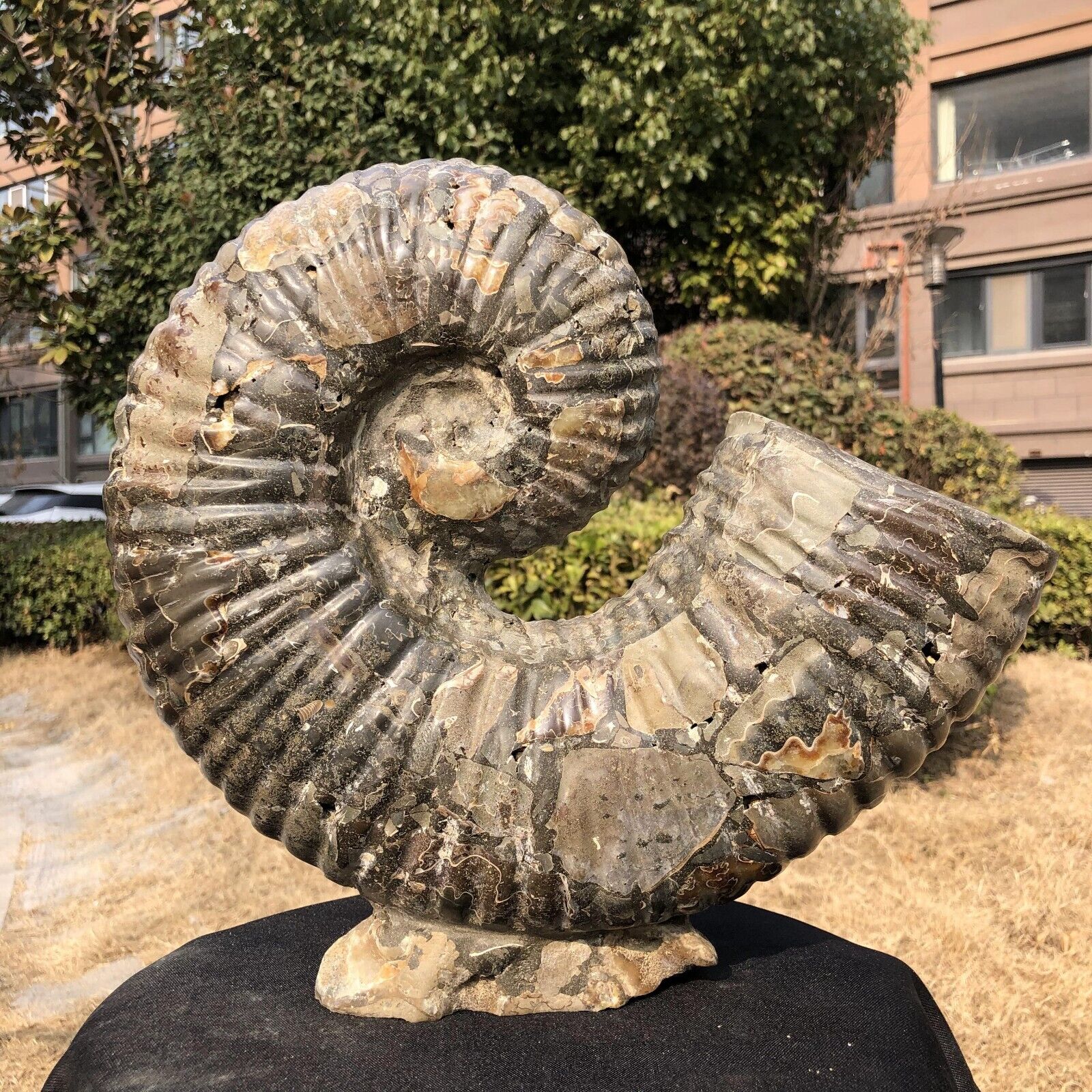 18.76LB Rare Natural Tentacle Ammonite FossilSpecimen Shell Healing Madagasc