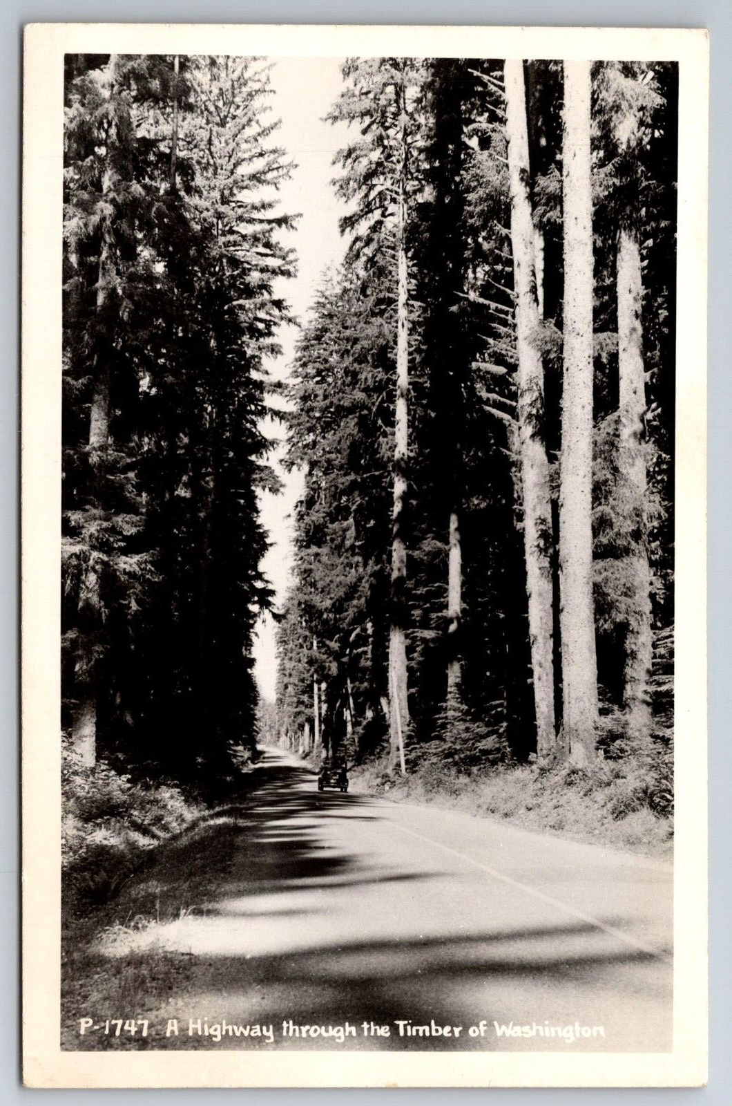 Vintage Postcard WA Highway Through Timber of Washington RPPC ~13419
