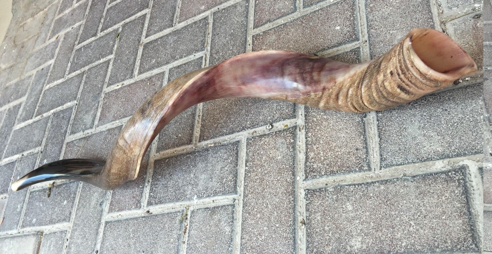 Yemenite Kudu Shofar Horn Half Polished Natural 42-44 Inch Jumbo Size