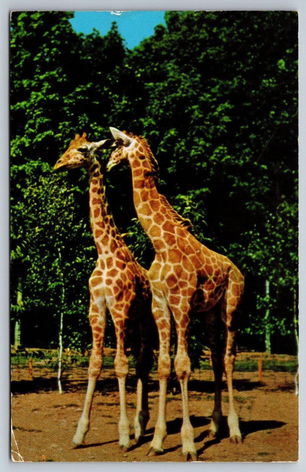 Catskill Game Farm New York NY Nubian Giraffe Zoo Animals 1957 Postcard
