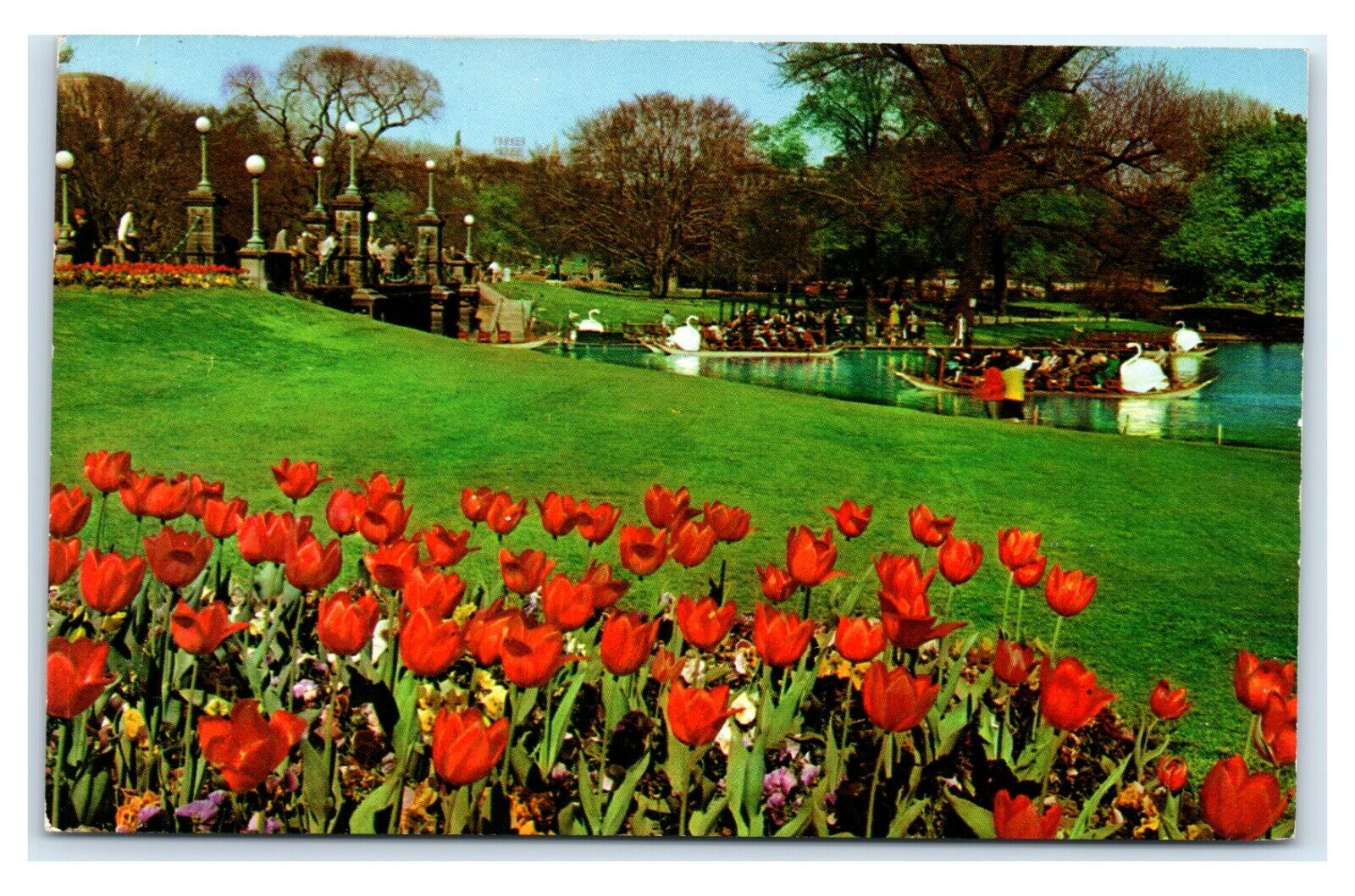 Postcard Swan Boats and Tulips, Public Garden, Boston MA I15