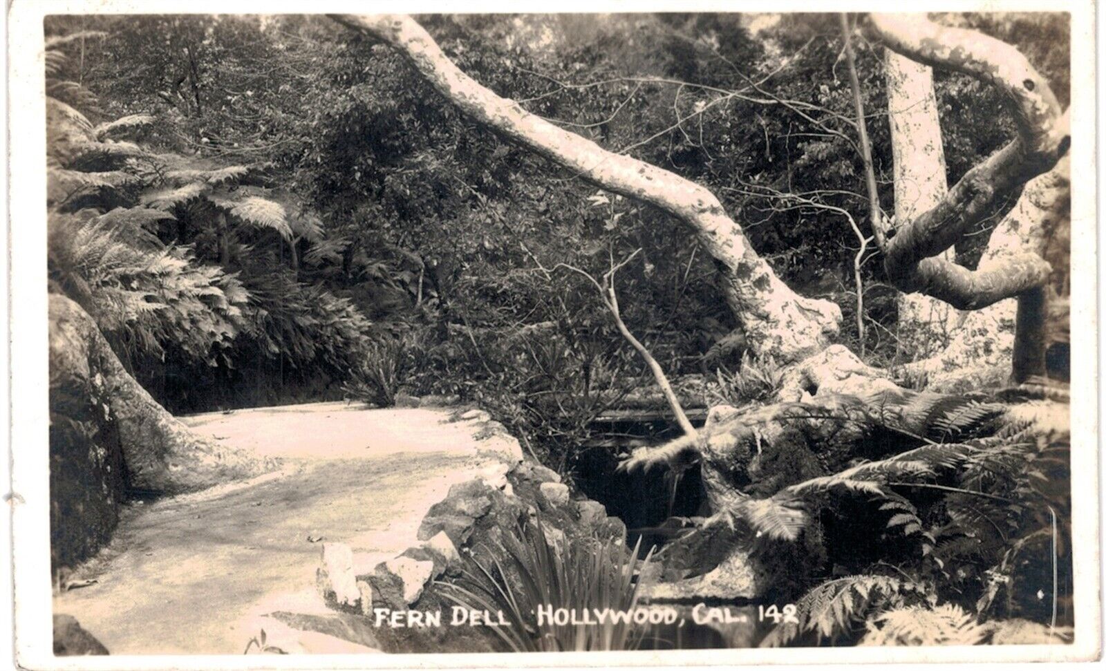 Hollywood RPPC Fern Dell 1940s Unused CA 