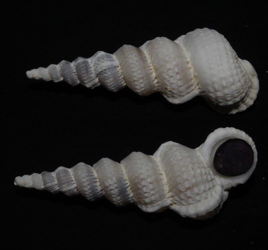 Seashells Epitonium varicosa SPIRAL 56.5mm Very Large F++ Superb Marine Specimen