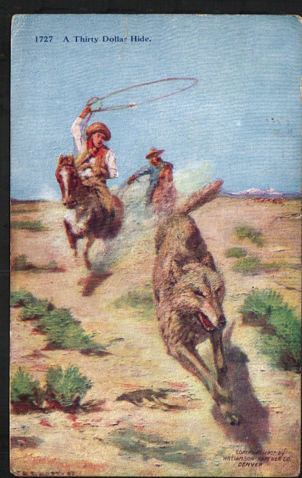 Old Western Postcard Cowboy roping Coyote/Wolf Thirty Dollar Hide Cowboys 1909