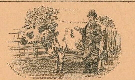 Great 19th c Antique W Stimpson Cowkeeper Dairyman Business Card Sydenham London