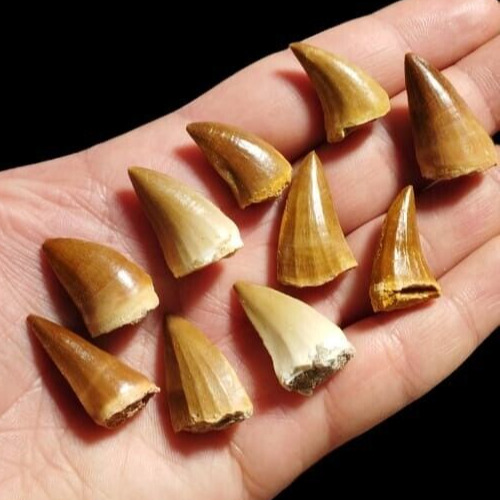 Great collection of 10  Mosasaur Fossil teeth