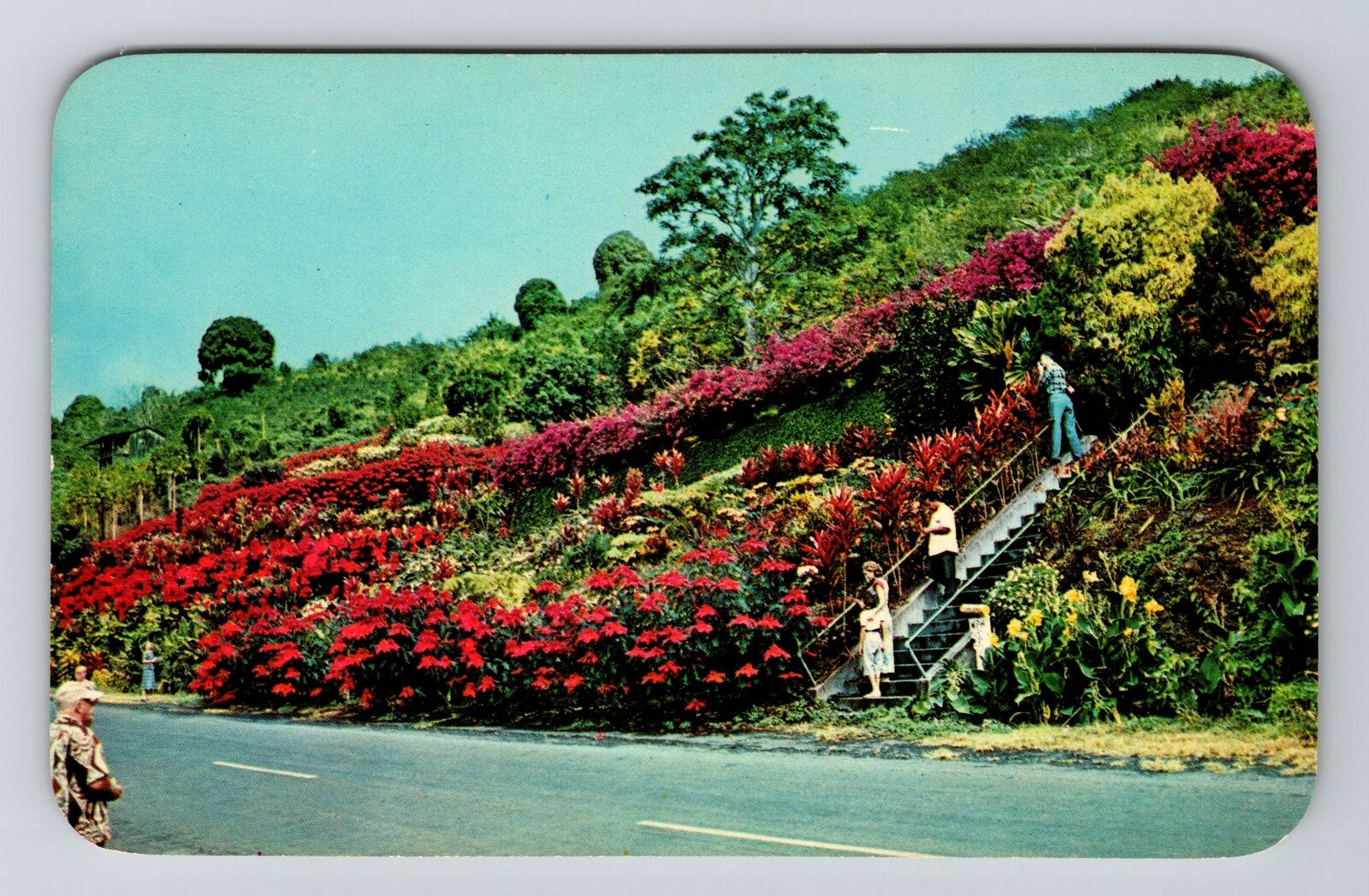 Kealakekua Kona HI-Hawaii Machado Gardens Scenic Floral Hill Vintage Postcard