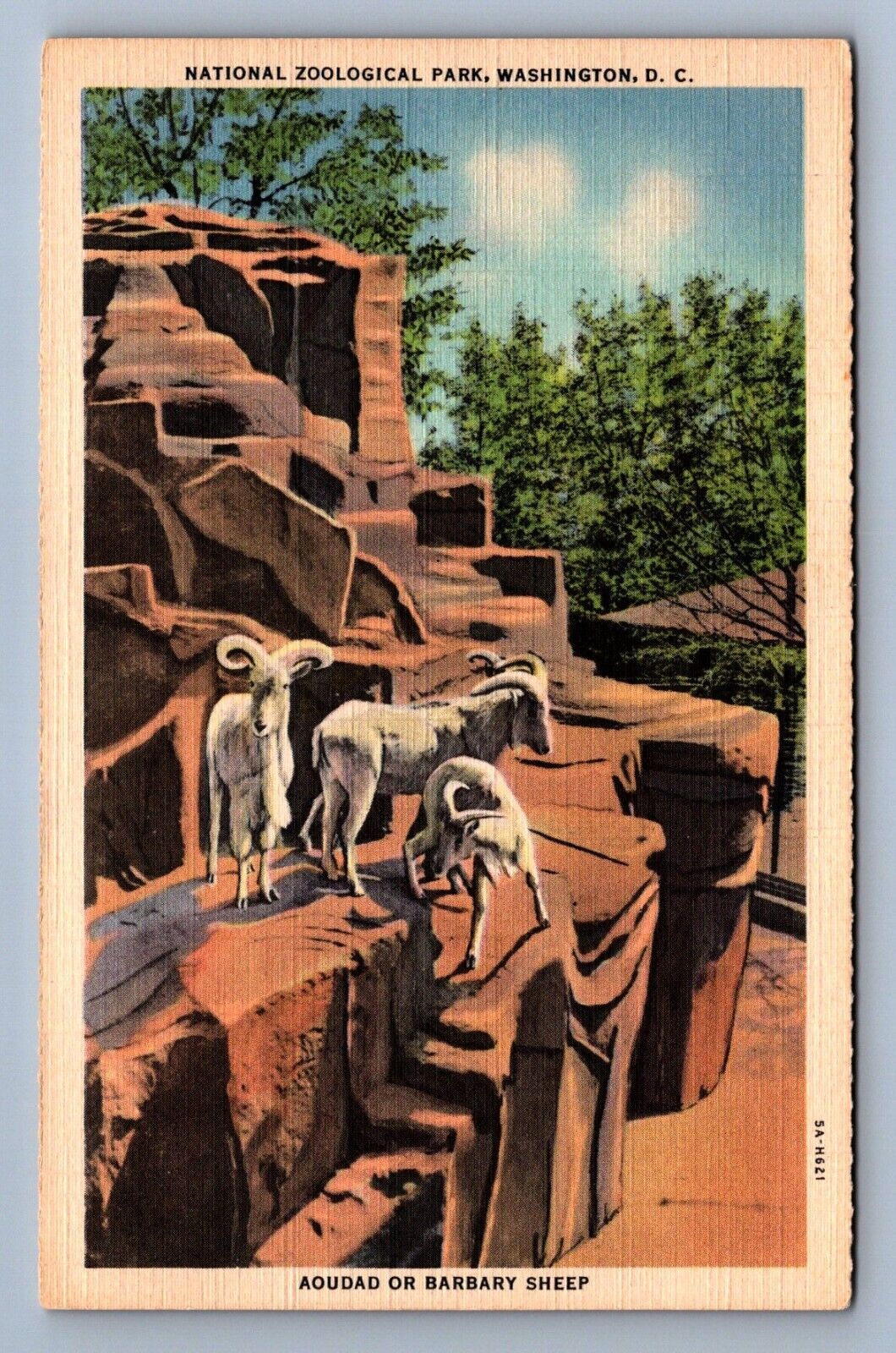 Postcard Vtg Animals Aoudad Barbary Sheep National Zoological Park Washington DC
